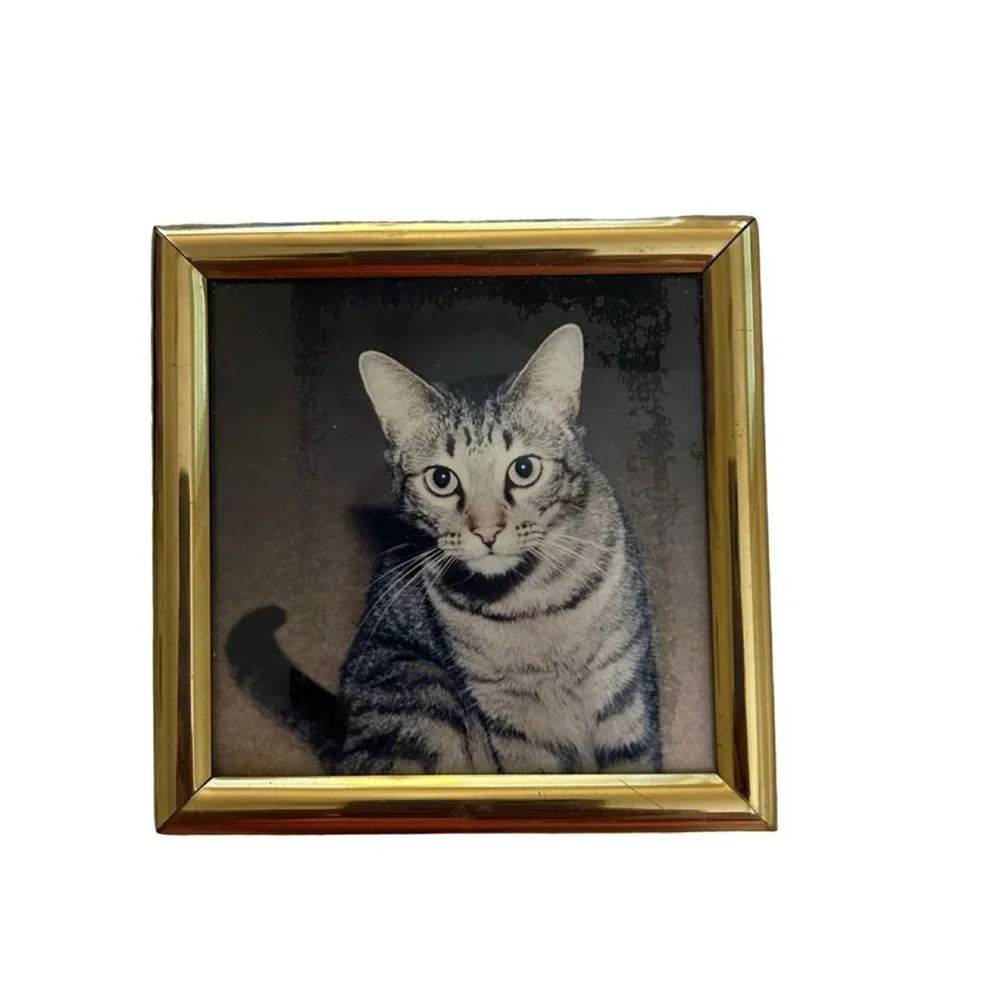 Vintage 1970's Framed Cat Picture